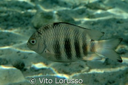 Fish by Vito Lorusso 