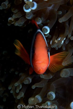 Take my picture! Pic taken at Tioman Island, Malaysia by Mohan Thanabalan 