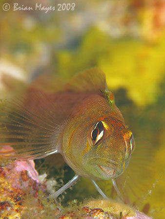 Pure gold, a Yaldwyn's Triplefin (Notoclinops yaldwyni). ... by Brian Mayes 