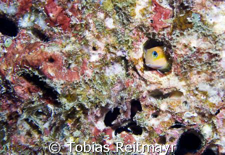 Blenny seeking shelter from "bubble monster", West of Ede... by Tobias Reitmayr 