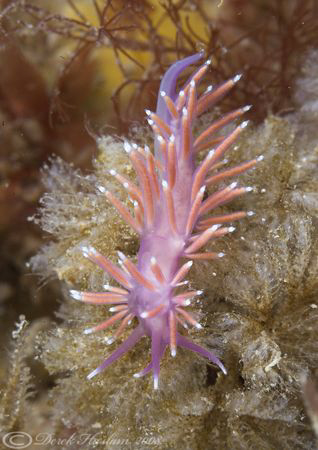 Flabellina pedata. Trefor pier. D200, 2x converter,wet di... by Derek Haslam 