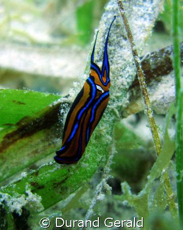 Very nice cephaleapside sangsue in grassland on virgin go... by Durand Gerald 