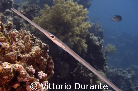 Fistularia Commersonii by Vittorio Durante 