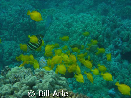 Reef fish, Big Island, Hawaii by Bill Arle 