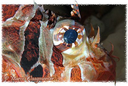 The eye of the Lion.. by Marco Waagmeester 