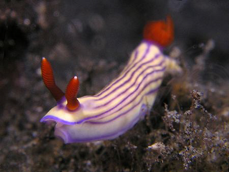 Nudibranch, Lembeh by Doug Anderson 