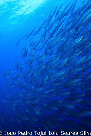 Barracudas (Sphyraena barracuda) at the Ras Mohammed Nati... by Joao Pedro Tojal Loia Soares Silva 