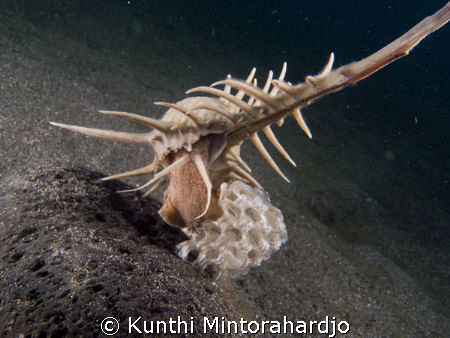 Murex Laid Her Eggs, using Sea N Sea DX 1G, YS110 strobes by Kunthi Mintorahardjo 