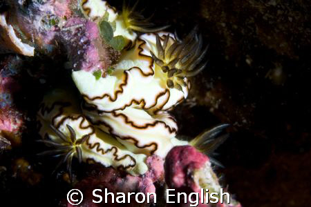 Black margined glossodoris - a big night out in Vila! by Sharon English 