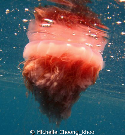 jellyfish n its reflections on surface water...Pulau Perh... by Michelle Choong_khoo 