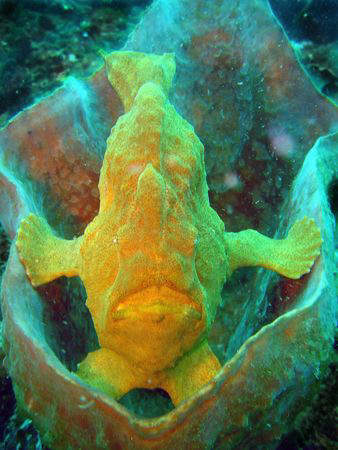 Frogfish ( Antennarius Commersonii)
Lenbeth straight, In... by Hilal Matta 