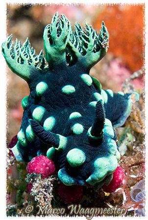 Nembrotha Cristata portrait (Canon G9, WPDC21, Inon 2000w) by Marco Waagmeester 
