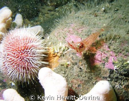 Farne Islands 2008 - Coolpix 5400 - Sea & Sea Housing -  ... by Kevin Hewitt-Devine 