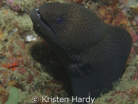 moray madness! by Kristen Hardy 