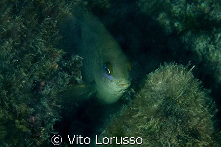 Fish by Vito Lorusso 