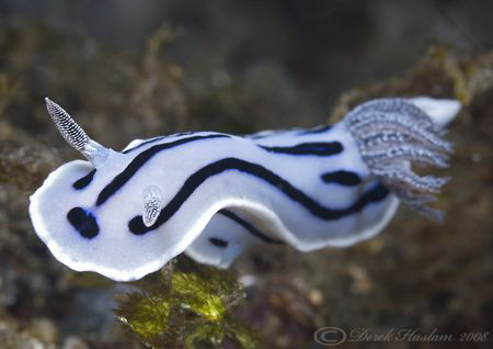 Chromodoris willani. Lembeh straits. D200, 60mm. by Derek Haslam 