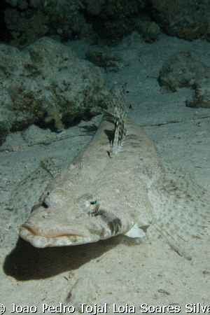 Indian Ocean Crocodile Fish (Papilloculiceps longiceps) s... by Joao Pedro Tojal Loia Soares Silva 