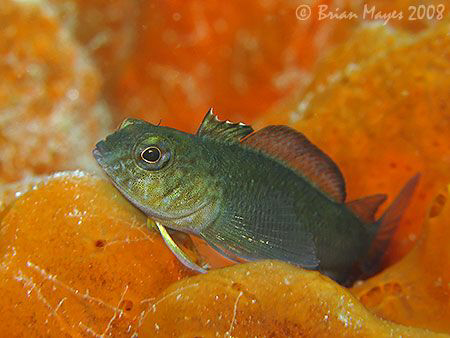 A Variable Triplefin (Forsterygion varium) resting on a b... by Brian Mayes 