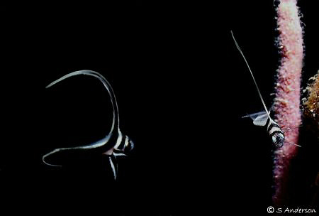 "Are you my brother?" These 2 Spotted Drums were flitteri... by Steven Anderson 