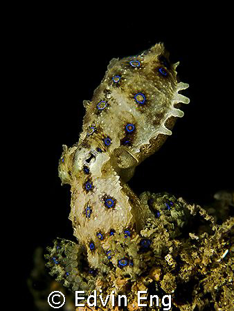 Standing Tall! Taken in Perhentian with Canon G9, Inon Z2... by Edvin Eng 
