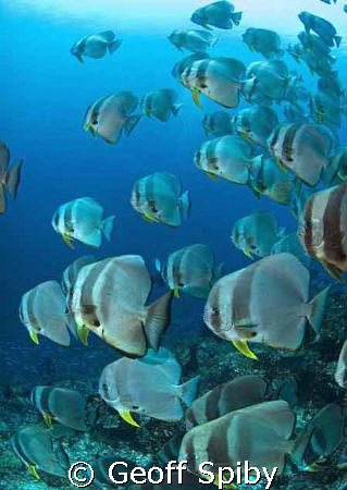 Batfish, Raja Ampat by Geoff Spiby 