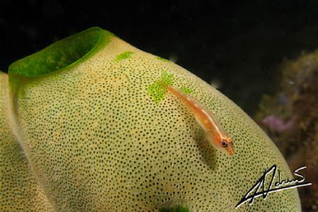 Dwarf Gobi (or triplefin), they used to be "invisible" to... by Adriano Trapani 