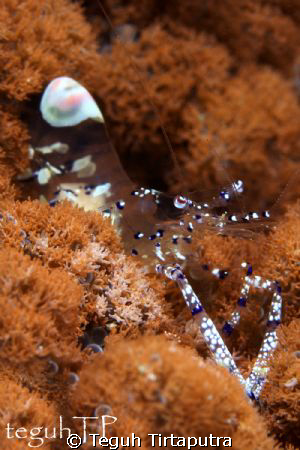 Periclimenes venustus, captured by Canon EOS 400D, macro ... by Teguh Tirtaputra 