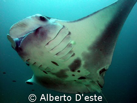 Manta Rey in Manta Bulevard Sangalaky Island by Alberto D'este 