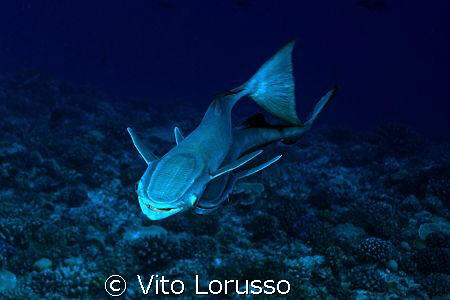 Fish - Echeneis naucrates by Vito Lorusso 
