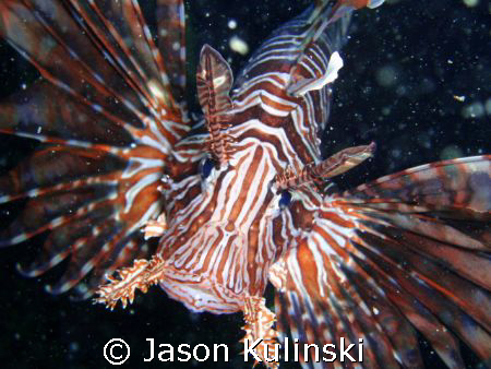 Returning topside from a deep dive I came across this Lio... by Jason Kulinski 