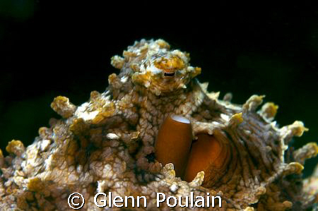 "No really...I'm just a rock!"  Shot Friday evening, 100m... by Glenn Poulain 