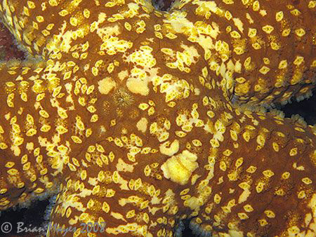 "Patterns" of a Starfish (Ophidiaster sp.) close up. <><>... by Brian Mayes 
