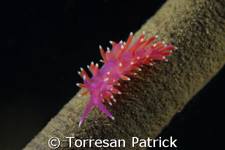Flabellina by Torresan Patrick 