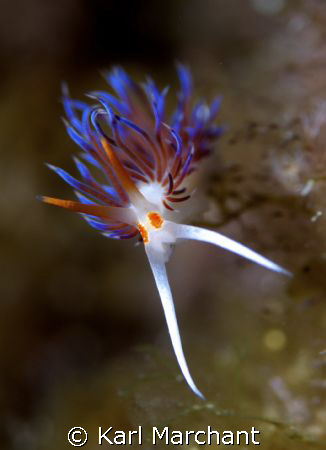 Flabelina Face! by Karl Marchant 