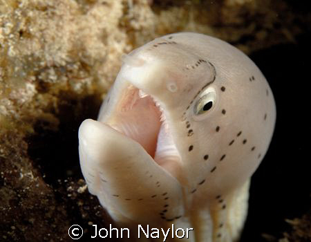 grey morray D200 60mm macro lens by John Naylor 