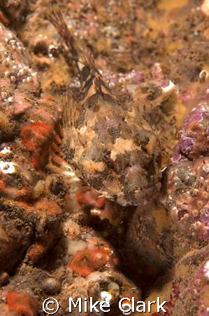 Beautiful Sea Scorpion by Mike Clark 