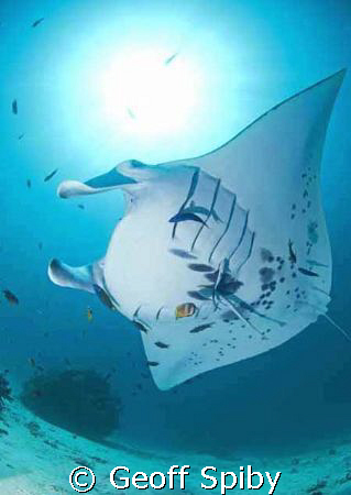 manta, Raja Ampat by Geoff Spiby 