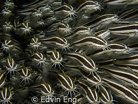 Rush Hour! Taken in Mabul with Canon G9 & Inon Z240 strobe. by Edvin Eng 