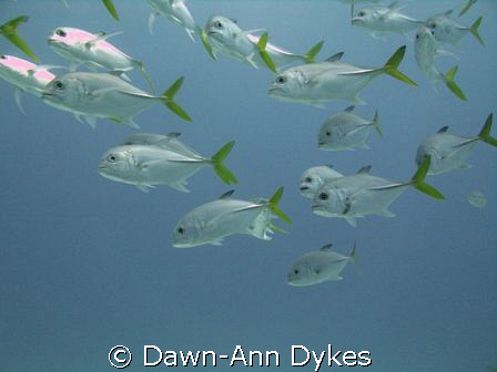 Freeport Bahamas, May 08.  Just hanging around on the saf... by Dawn-Ann Dykes 