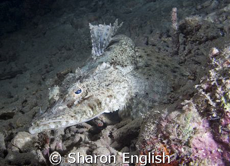 Crocodile fish on a night dive by Sharon English 