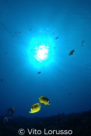 Fish - Chaetodon lineolatus by Vito Lorusso 