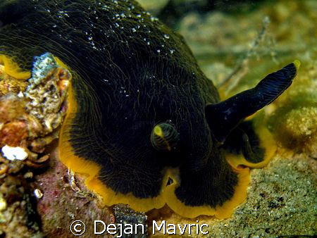 Dendrodoris limbata portrait from Sistiana. Mediteranean ... by Dejan Mavric 