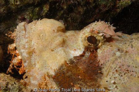 Scorpionfish (Scorpaenopsis diabolus) portrait. by Joao Pedro Tojal Loia Soares Silva 