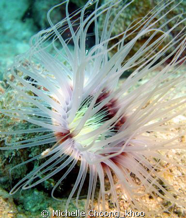 anemone looking like a beautiful flower, delicate n fragi... by Michelle Choong_khoo 