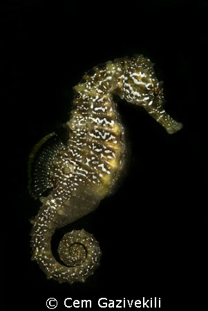 Nikon D200, Nikkor 60 mm, 2x Z240 strobe by Cem Gazivekili 