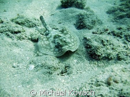 Sand ray on inside reef at Lauderdale by the Sea by Michael Kovach 