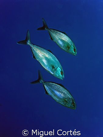 Trio. by Miguel Cortés 