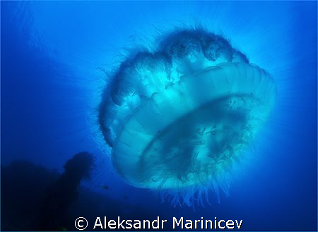 Jelly fish on East Tangat Wreck, Coron Bay by Aleksandr Marinicev 