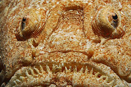 Nikon d80, 60mm by Andy Kutsch 
