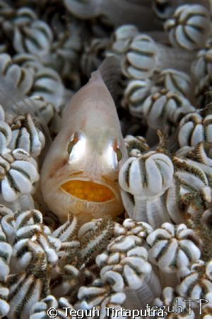 Some kind of goby fish...(ID help please...thanks)...guar... by Teguh Tirtaputra 